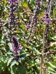 Ocimum kilimandscharicum