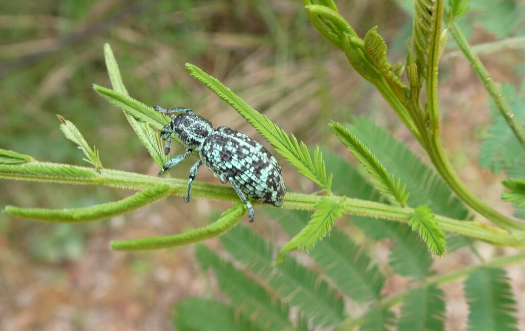 Botany Bay Diamond Weevil from Redbank Creek QLD 4312, Australia on ...