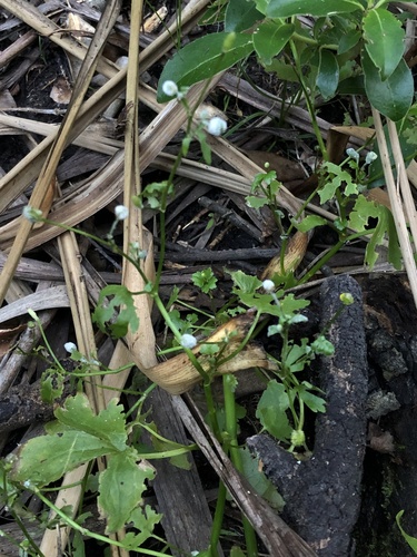 cursed buttercup (Ranunculus sceleratus)
