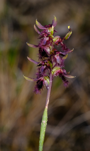 Image of Genoplesium morrisii by (c) Peter Crowcroft, some rights reserved (CC BY)