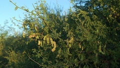 Mimosa ostenii