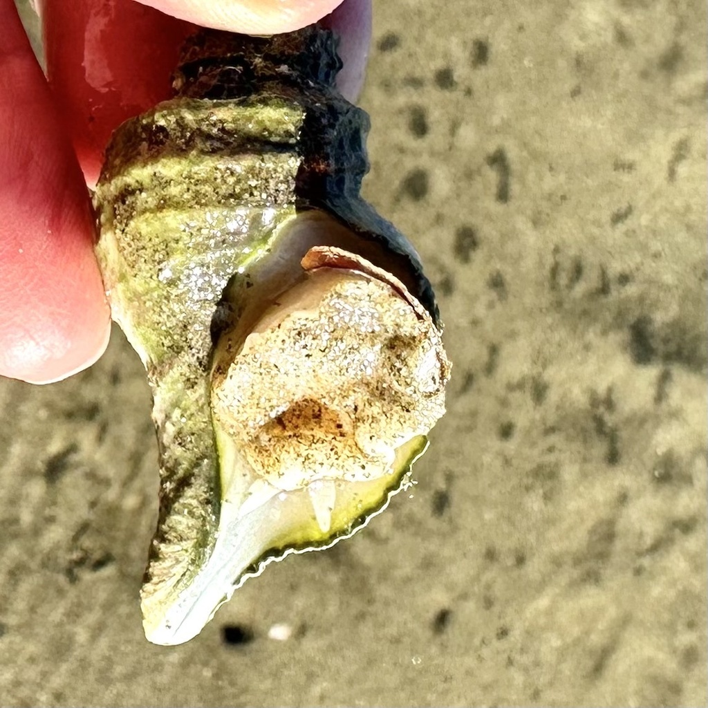 True Whelks and Allies from Blueskin Bay, Otago, NZ on April 28, 2024 ...