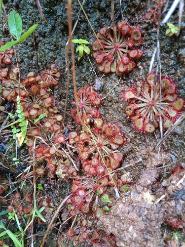 Drosera burkeana