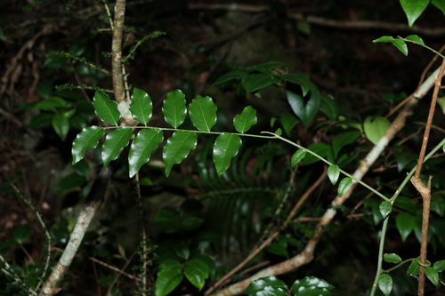 Image of Ventilago pubiflora by (c) Greg Tasney, some rights reserved (CC BY-SA)