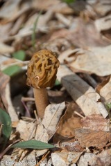 Verpa bohemica