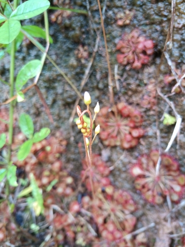 Drosera burkeana