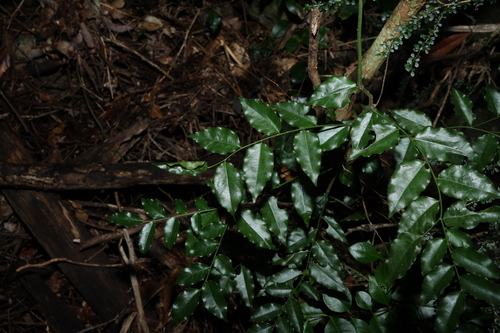 Image of Ventilago pubiflora by (c) Greg Tasney, some rights reserved (CC BY-SA)