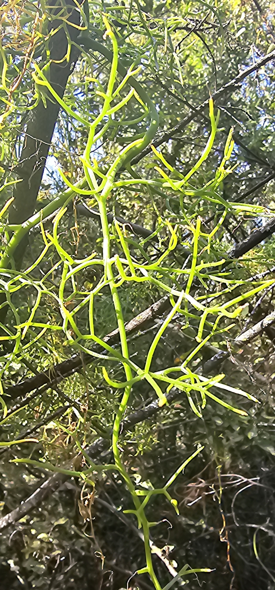 Imagem de Cebola Trepadeira
