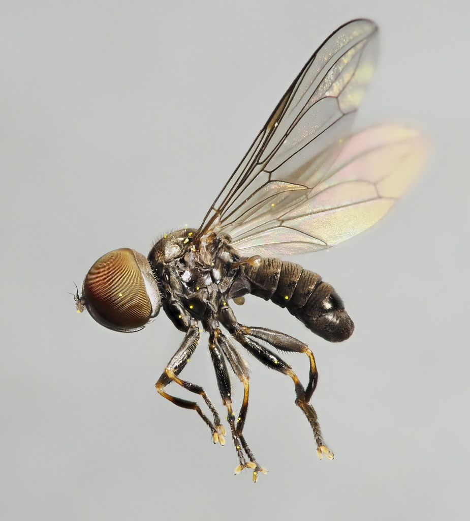 Pipunculinae