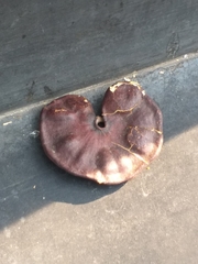 Enterolobium cyclocarpum