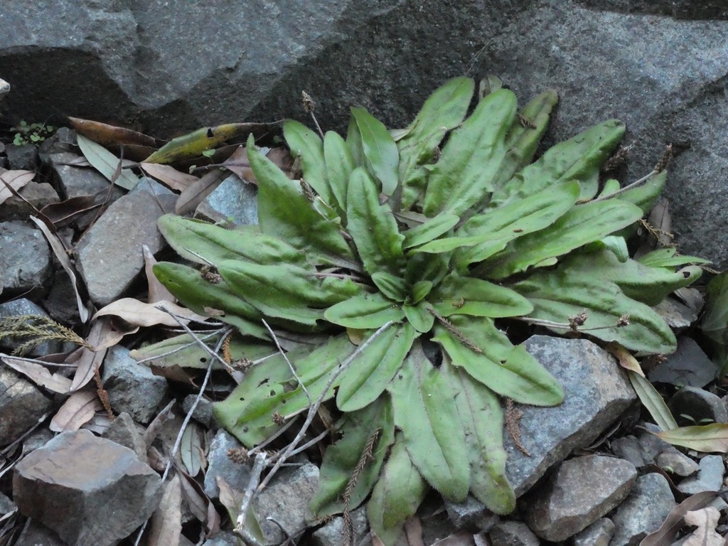 plantains from Wilton, Wellington, New Zealand on April 26, 2024 at 04
