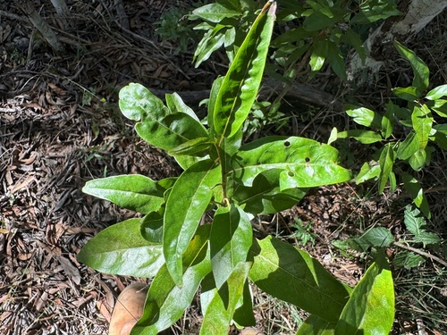 Ehretia saligna observed 2024-04-28