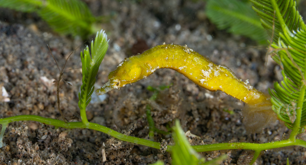 Bastard Seahorse