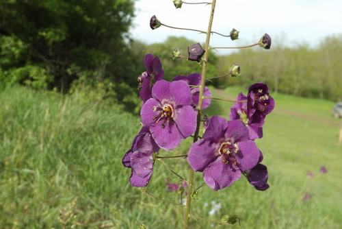 Purple Mullein