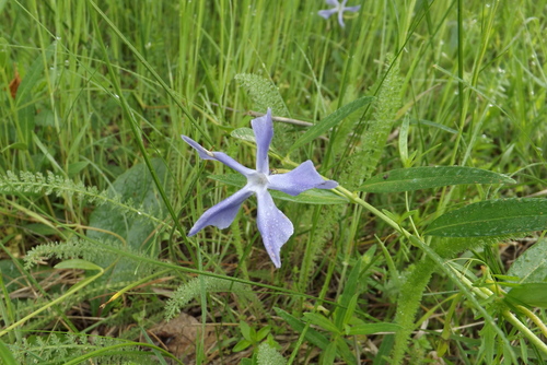 Herbaceous Periwinkle