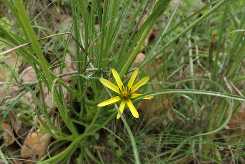Pseudopodospermum molle