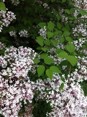 Syringa pubescens