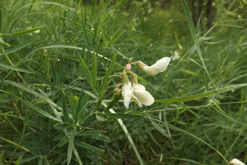 fading-colored vetchling