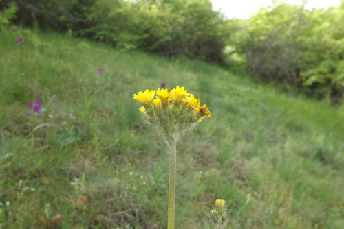 Pilosella cymosa
