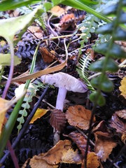 Cortinarius magellanicus