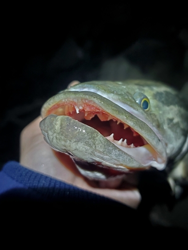 Northern Snakehead