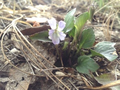 Viola umbraticola