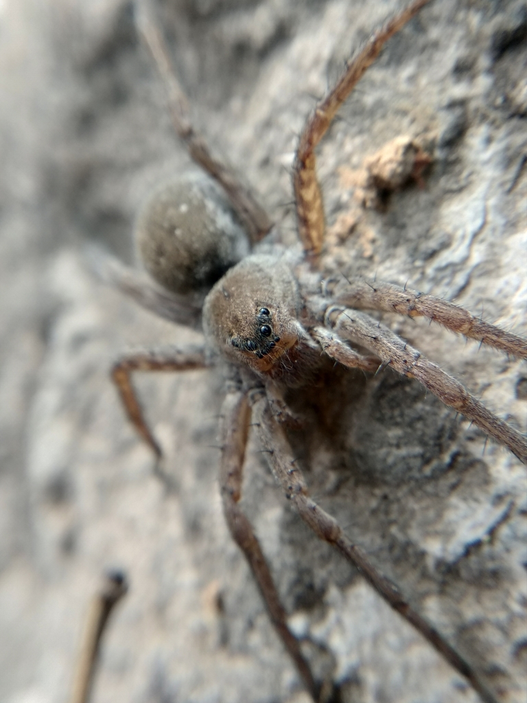 Alopecosa cinnameopilosa