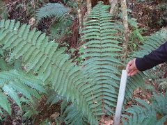 Dryopteris wallichiana