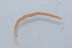 Eusyllis