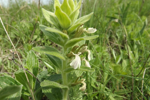 Ajuga laxmannii