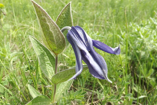 Solitary Virgin's-bower