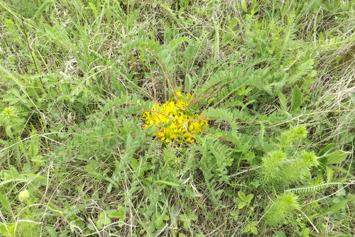 stemless milkvetch