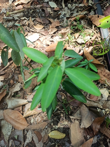 Codariocalyx motorius observed 2024-04-28