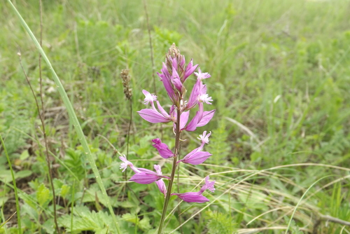 Polygala major