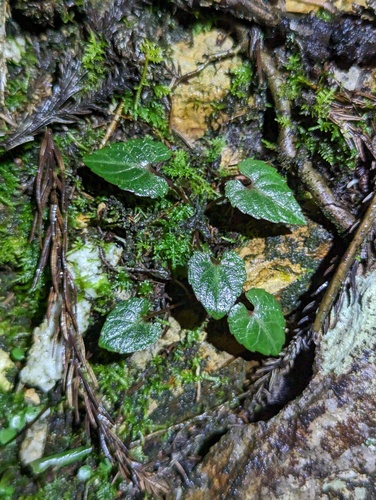 Viola violacea iNat (3)