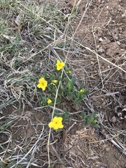 Lithospermum incisum