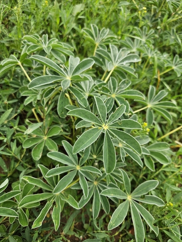 Image of White Lupin (Lupinus albus) by (c) Marc Riera, some rights reserved (CC BY)