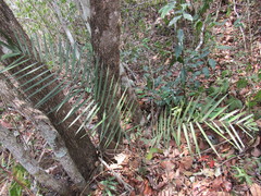 Chamaedorea glaucifolia