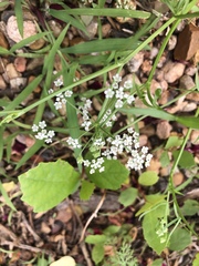 Limnosciadium pumilum