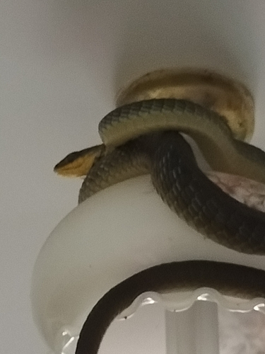 Common Tree Snake sighting