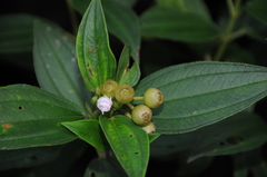 Melastoma denticulatum