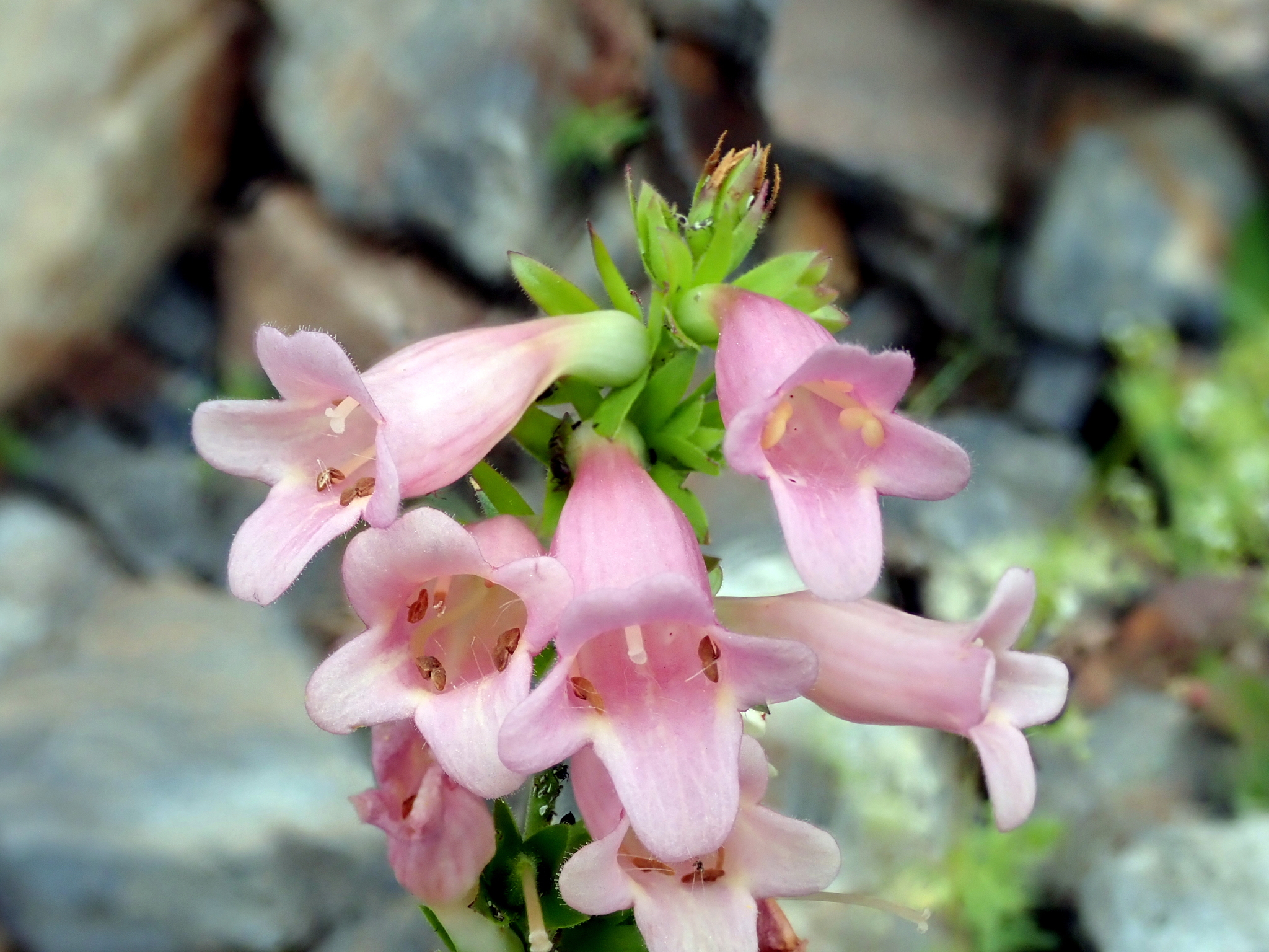 Digitalis ×