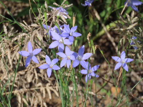 Image of Wahlenbergia stricta by (c) ian_mcallan, some rights reserved (CC BY)
