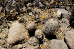 Mammillaria haageana meissneri
