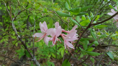 Rhododendron roseum