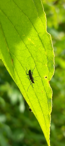 common grammoptera, 3434 AV Nieuwegein, Nederland, photo 9 of 10