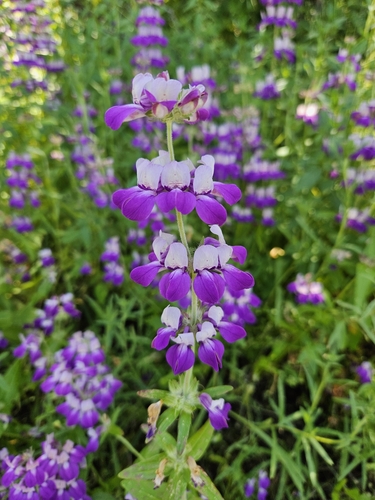 Collinsia heterophylla