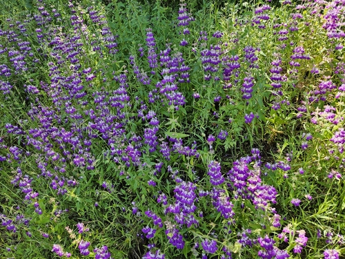 Collinsia heterophylla