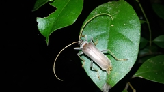 Zulphis subfasciata