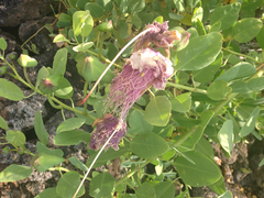 Capparis sandwichiana
